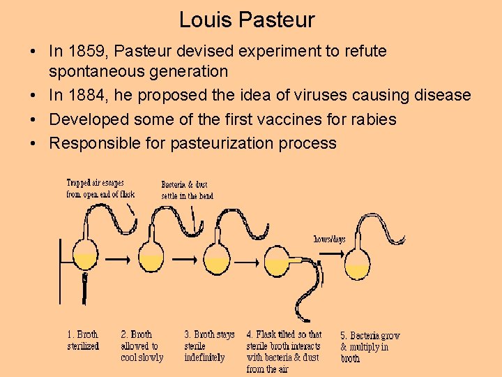 Louis Pasteur • In 1859, Pasteur devised experiment to refute spontaneous generation • In