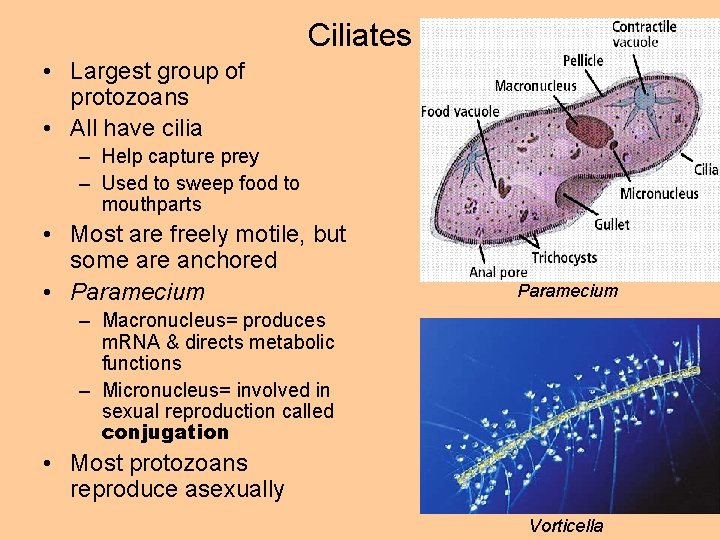 Ciliates • Largest group of protozoans • All have cilia – Help capture prey