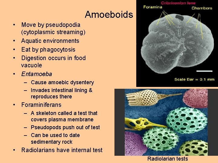 Amoeboids • Move by pseudopodia (cytoplasmic streaming) • Aquatic environments • Eat by phagocytosis