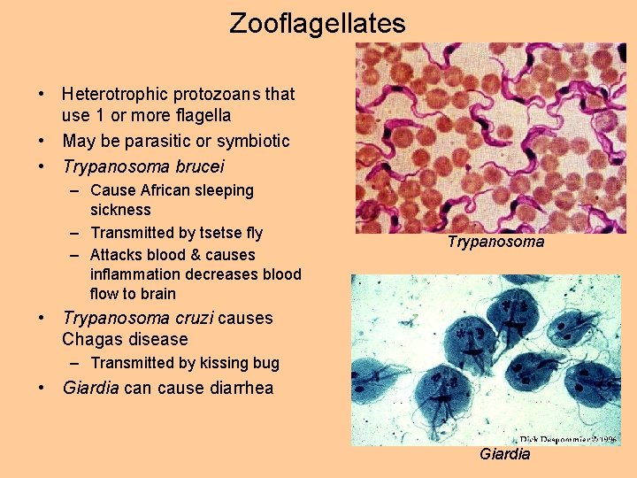 Zooflagellates • Heterotrophic protozoans that use 1 or more flagella • May be parasitic