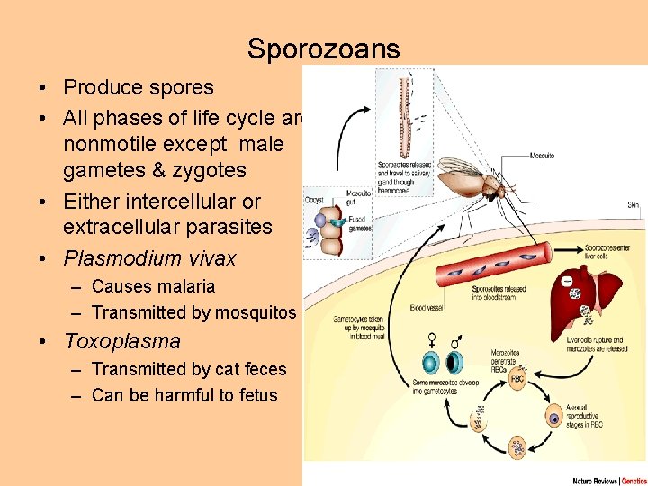 Sporozoans • Produce spores • All phases of life cycle are nonmotile except male