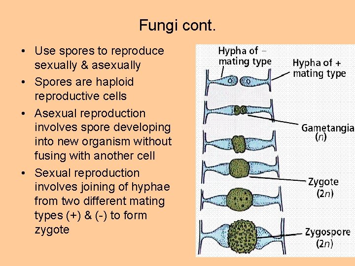 Fungi cont. • Use spores to reproduce sexually & asexually • Spores are haploid