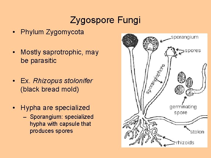 Zygospore Fungi • Phylum Zygomycota • Mostly saprotrophic, may be parasitic • Ex. Rhizopus