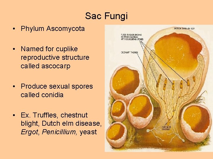 Sac Fungi • Phylum Ascomycota • Named for cuplike reproductive structure called ascocarp •