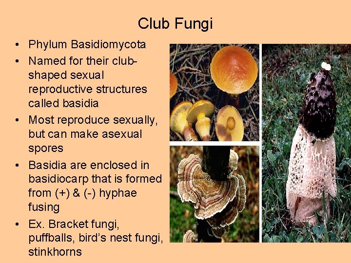 Club Fungi • Phylum Basidiomycota • Named for their clubshaped sexual reproductive structures called
