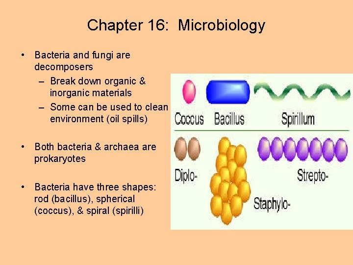 Chapter 16: Microbiology • Bacteria and fungi are decomposers – Break down organic &