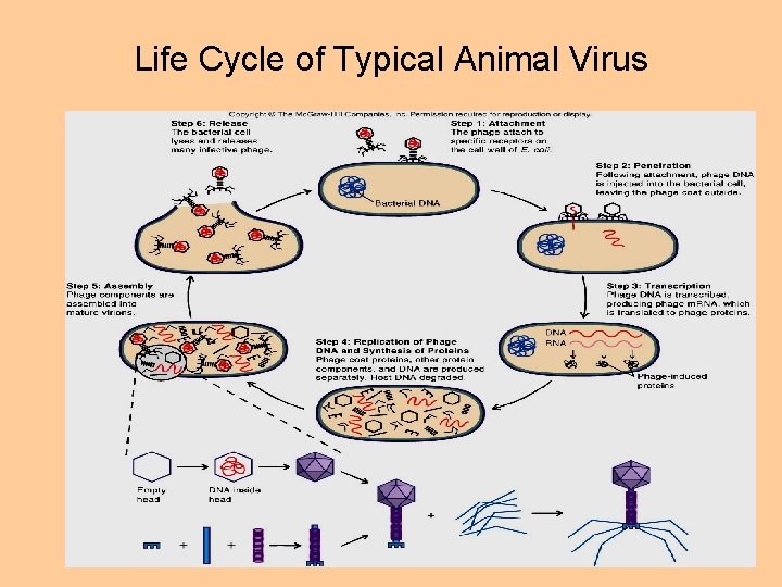 Life Cycle of Typical Animal Virus 