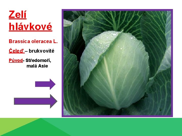 Zelí hlávkové Brassica oleracea L. Čeleď – brukvovité Původ- Středomoří, malá Asie 