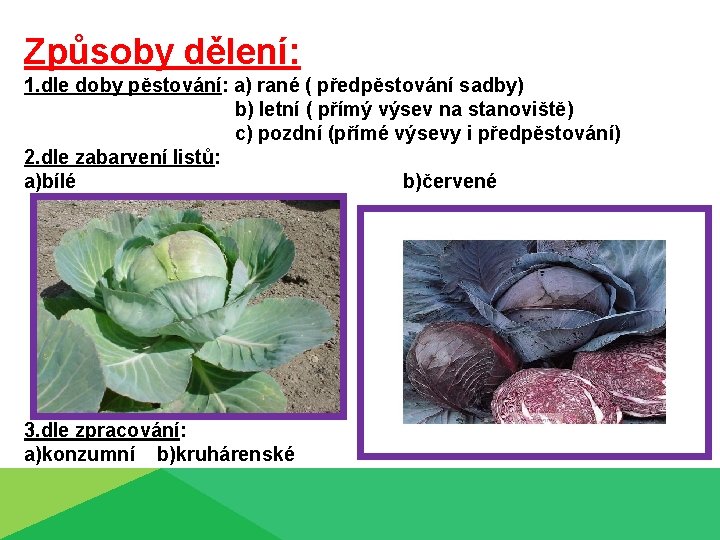 Způsoby dělení: 1. dle doby pěstování: a) rané ( předpěstování sadby) b) letní (