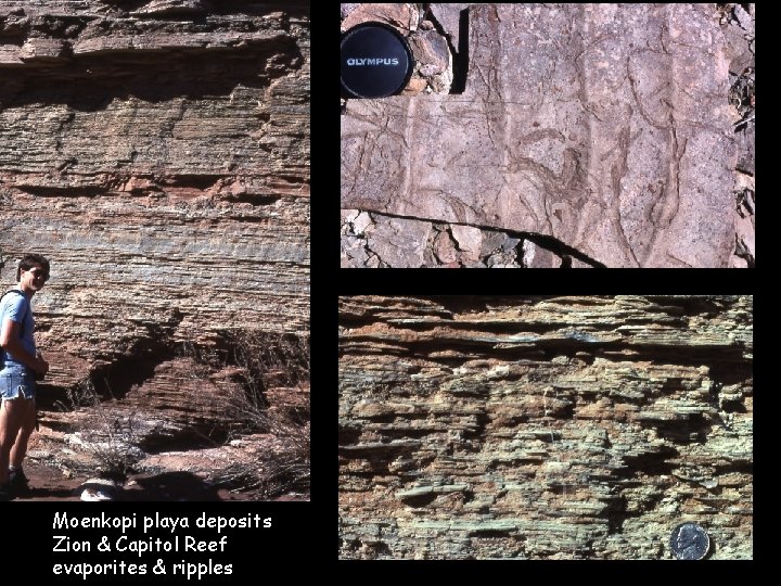 Moenkopi playa deposits Zion & Capitol Reef evaporites & ripples 