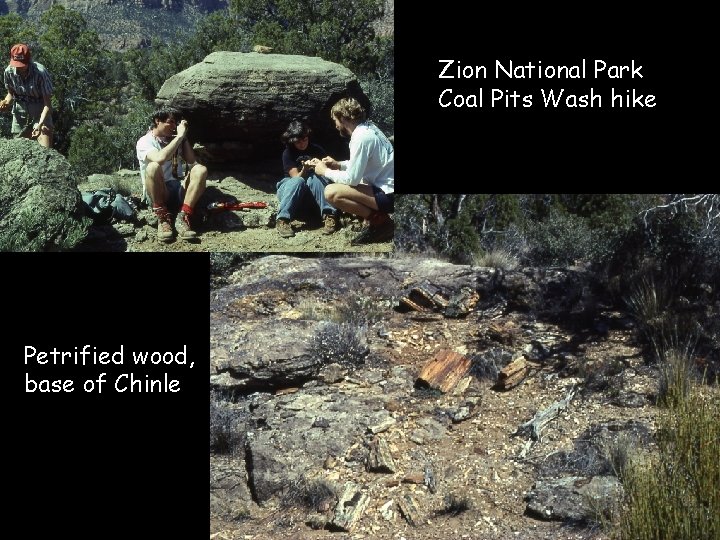 Zion National Park Coal Pits Wash hike Petrified wood, base of Chinle 