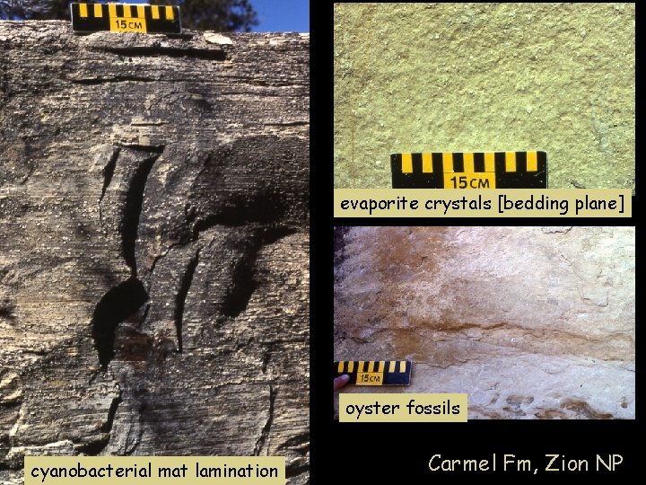 evaporite crystals [bedding plane] oyster fossils cyanobacterial mat lamination Carmel Fm, Zion NP 