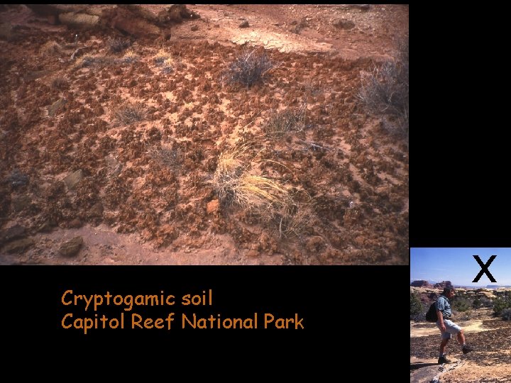 Cryptogamic soil Capitol Reef National Park x 