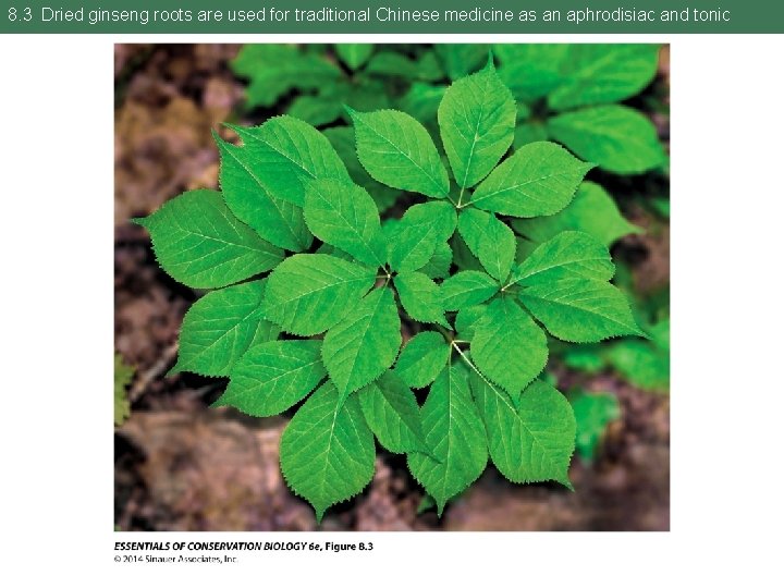 8. 3 Dried ginseng roots are used for traditional Chinese medicine as an aphrodisiac 8. 3 Dried ginseng roots are used for traditional Chinese medicine as an aphrodisiac