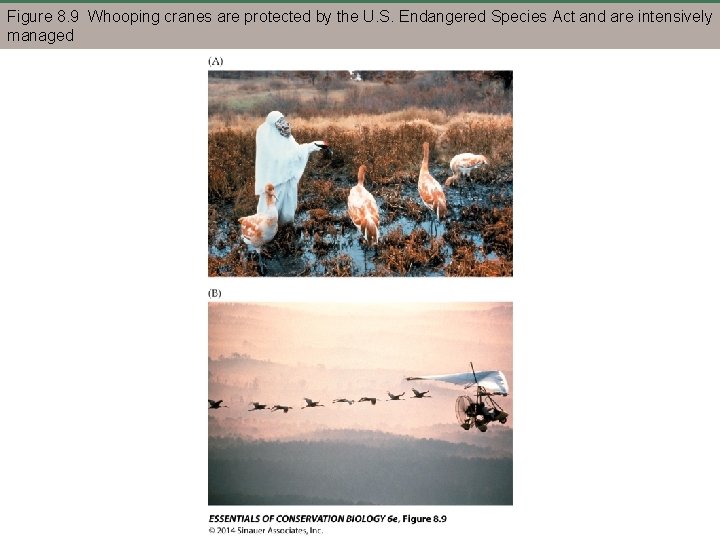 Figure 8. 9 Whooping cranes are protected by the U. S. Endangered Species Act