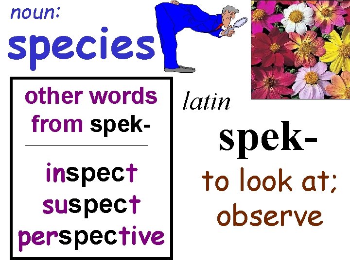 noun: species other words from spek- inspect suspect perspective latin spek- to look at; noun: species other words from spek- inspect suspect perspective latin spek- to look at;