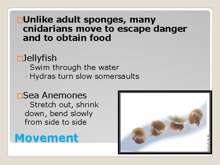 �Unlike adult sponges, many cnidarians move to escape danger and to obtain food �Jellyfish
