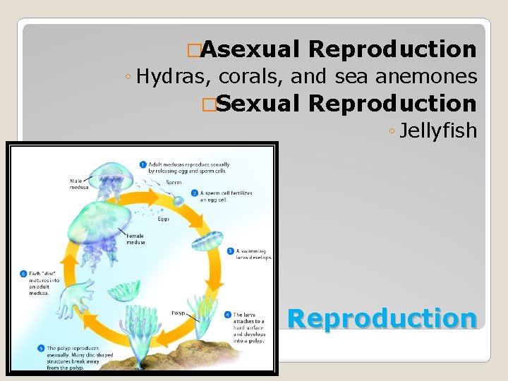 �Asexual Reproduction ◦ Hydras, corals, and sea anemones �Sexual Reproduction ◦ Jellyfish Reproduction 