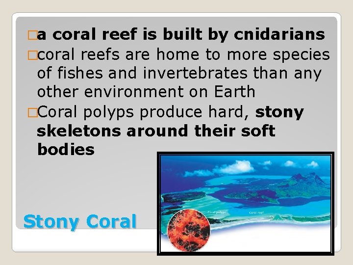 �a coral reef is built by cnidarians �coral reefs are home to more species