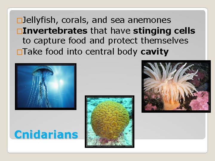 �Jellyfish, corals, and sea anemones �Invertebrates that have stinging cells to capture food and