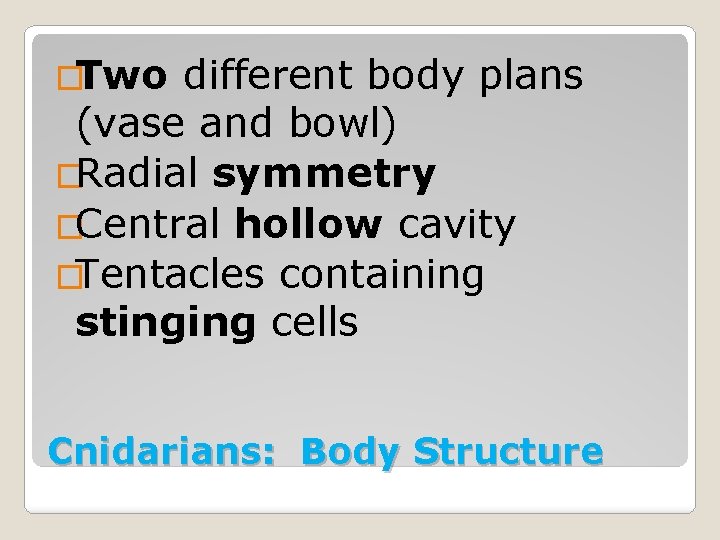 �Two different body plans (vase and bowl) �Radial symmetry �Central hollow cavity �Tentacles containing