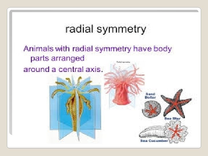 �Radial symmetry - symmetry around a central axis, as in a starfish 