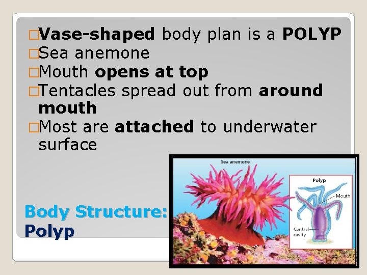 �Vase-shaped body plan is a POLYP �Sea anemone �Mouth opens at top �Tentacles spread