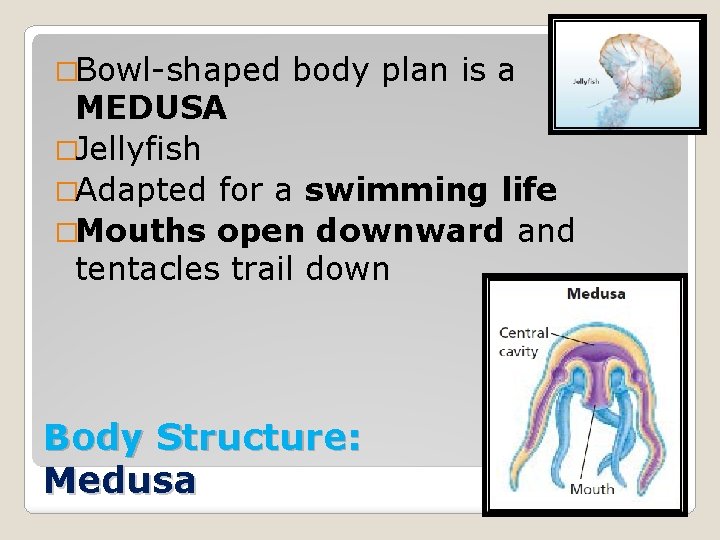 �Bowl-shaped body plan is a MEDUSA �Jellyfish �Adapted for a swimming life �Mouths open
