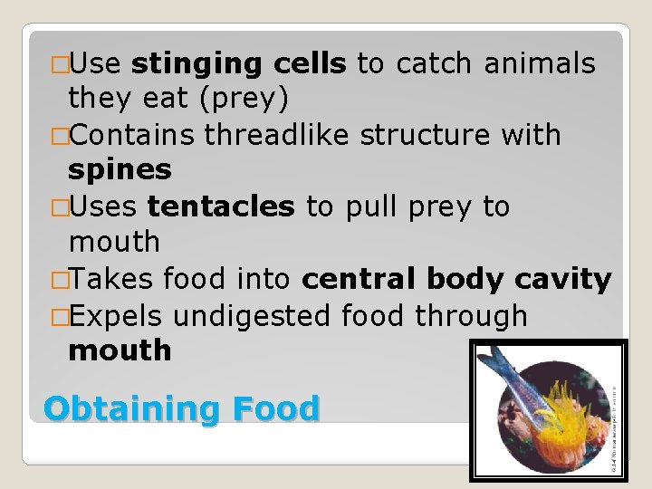 �Use stinging cells to catch animals they eat (prey) �Contains threadlike structure with spines