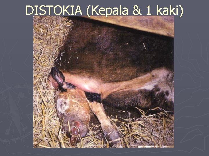 DISTOKIA (Kepala & 1 kaki) 