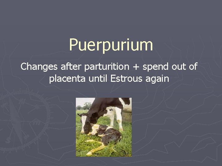 Puerpurium Changes after parturition + spend out of placenta until Estrous again 