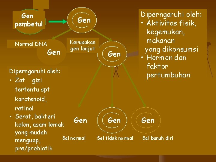 Gen pembetul Normal DNA Gen Kerusakan gen lanjut Gen Diperngaruhi oleh: • Zat gizi