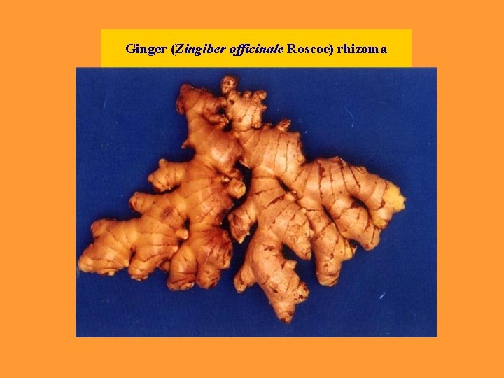 Ginger (Zingiber officinale Roscoe) rhizoma 