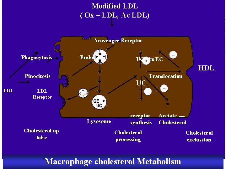 Modified LDL ( Ox – LDL, Ac LDL) Scavenger Reseptor Phagocytosis Endosome UC EC