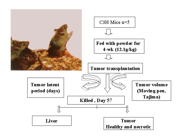 C 3 H Mice n=5 Fed with powder for 4 -wk (12. 1 g/kg)