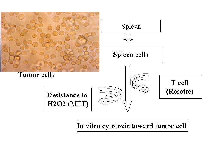 Spleen cells Tumor cells Resistance to H 2 O 2 (MTT) T cell (Rosette)