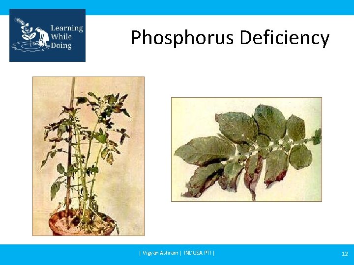 Phosphorus Deficiency | Vigyan Ashram | INDUSA PTI | 12 