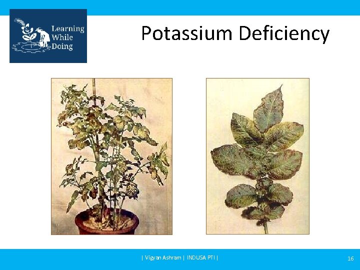 Potassium Deficiency | Vigyan Ashram | INDUSA PTI | 16 