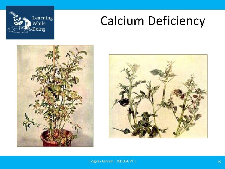 Calcium Deficiency | Vigyan Ashram | INDUSA PTI | 19 