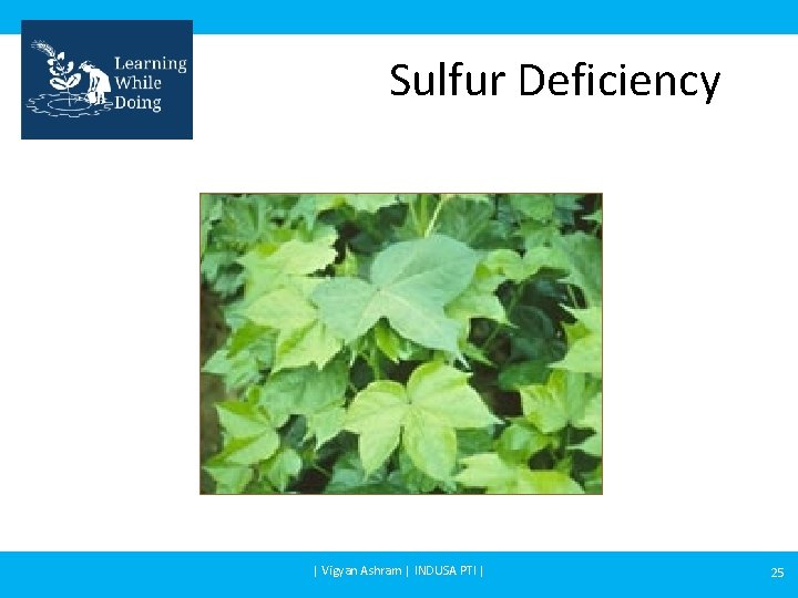 Sulfur Deficiency | Vigyan Ashram | INDUSA PTI | 25 