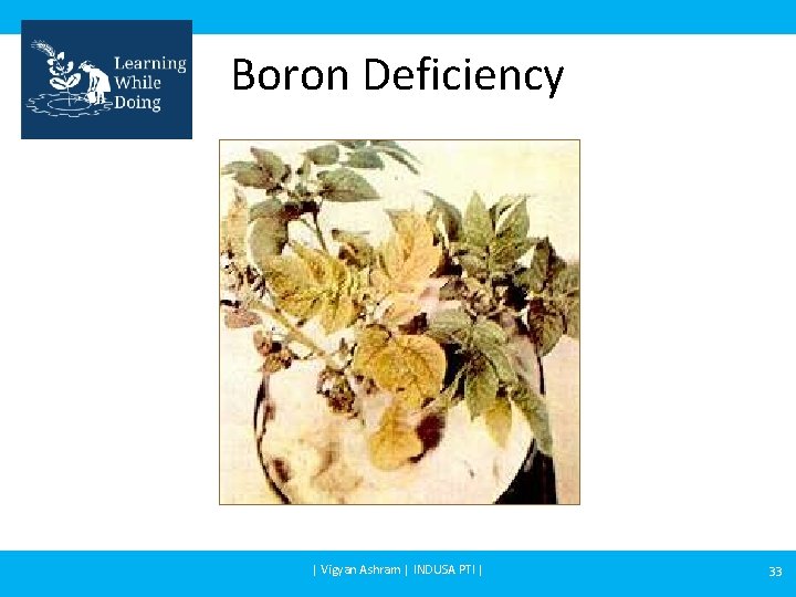 Boron Deficiency | Vigyan Ashram | INDUSA PTI | 33 