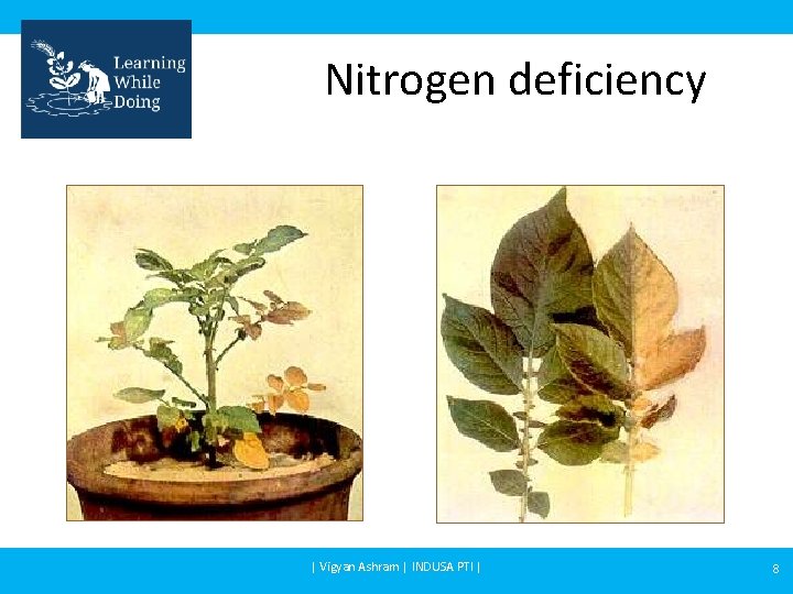 Nitrogen deficiency | Vigyan Ashram | INDUSA PTI | 8 