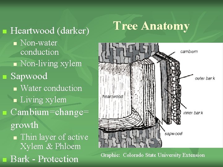 n Heartwood (darker) n n Water conduction Living xylem Cambium=change= growth n n Non-water