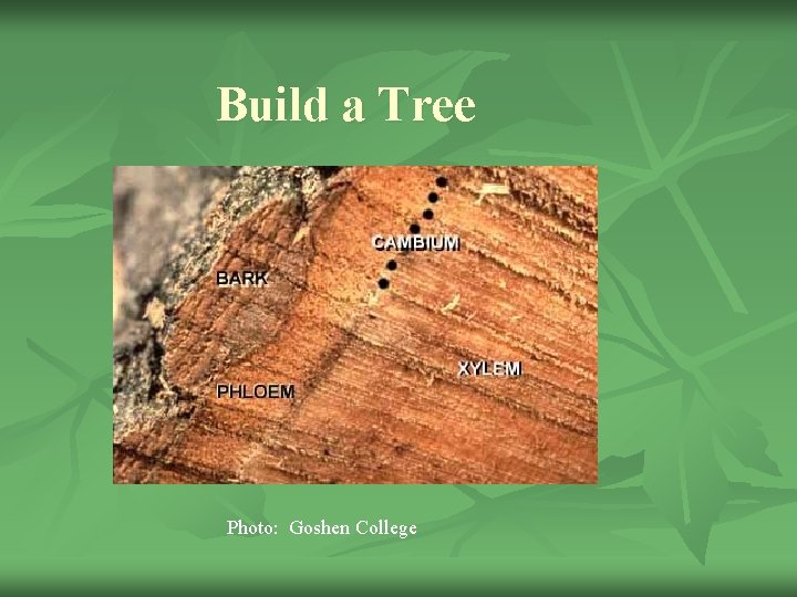 Build a Tree Photo: Goshen College 