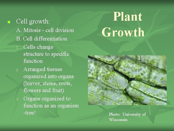 n Cell growth: A. Mitosis - cell division B. Cell differentiation 1. Cells change