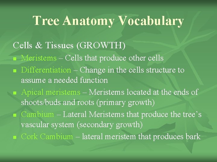 Tree Anatomy Vocabulary Cells & Tissues (GROWTH) n n n Meristems – Cells that