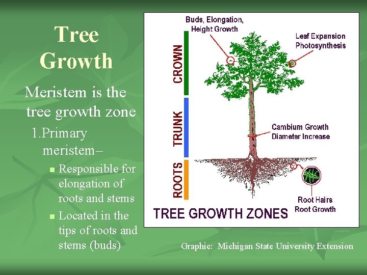 Tree Growth Meristem is the tree growth zone 1. Primary meristem– Responsible for elongation