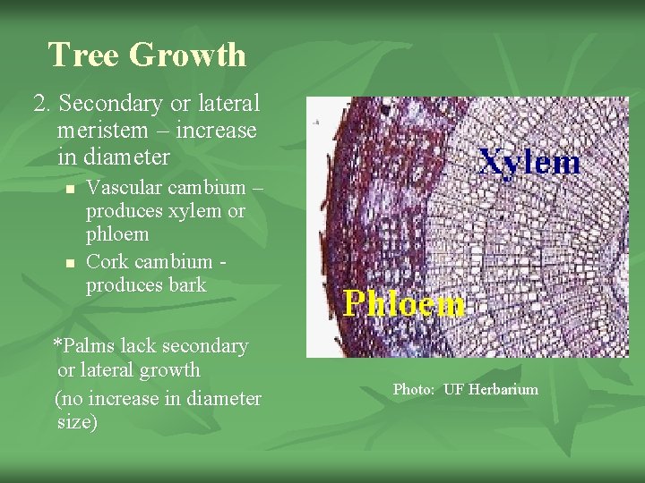 Tree Growth 2. Secondary or lateral meristem – increase in diameter n n Vascular