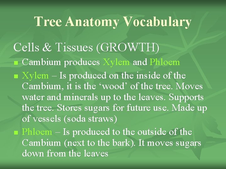 Tree Anatomy Vocabulary Cells & Tissues (GROWTH) n n n Cambium produces Xylem and