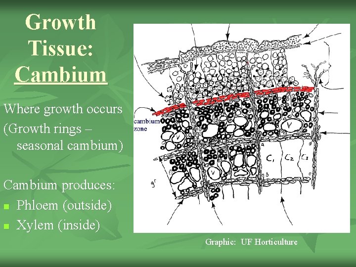 Growth Tissue: Cambium Where growth occurs (Growth rings – seasonal cambium) Cambium produces: n